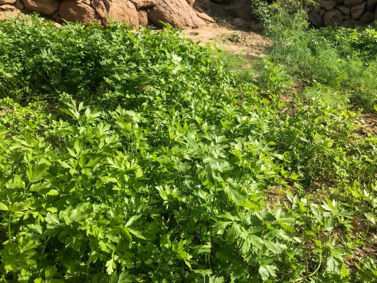 Eco Nubia Lodge